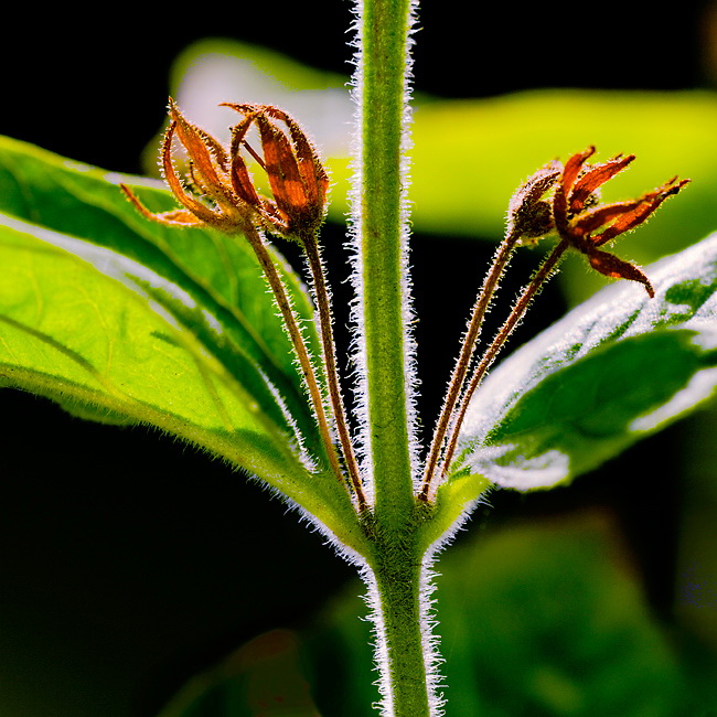 24 Pflanze-D32_8707.jpg